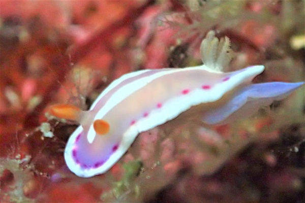 可愛いウミウシ発見 春の海は生き物だらけ 三重県でスキューバ ダイビングするならスクール サンマーレ